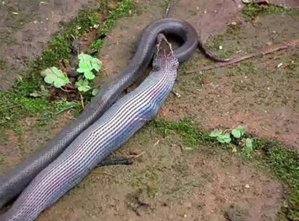 Foto - Vahşi doğadan inanılmaz görüntüler!