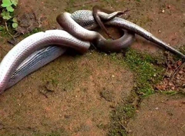 Foto - Vahşi doğadan inanılmaz görüntüler!