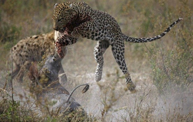 Foto - Vahşi doğadan inanılmaz görüntüler!