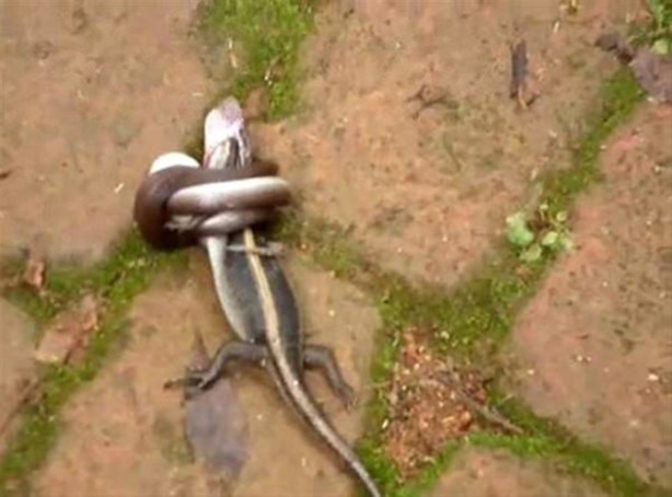 Foto - Vahşi doğadan inanılmaz görüntüler!