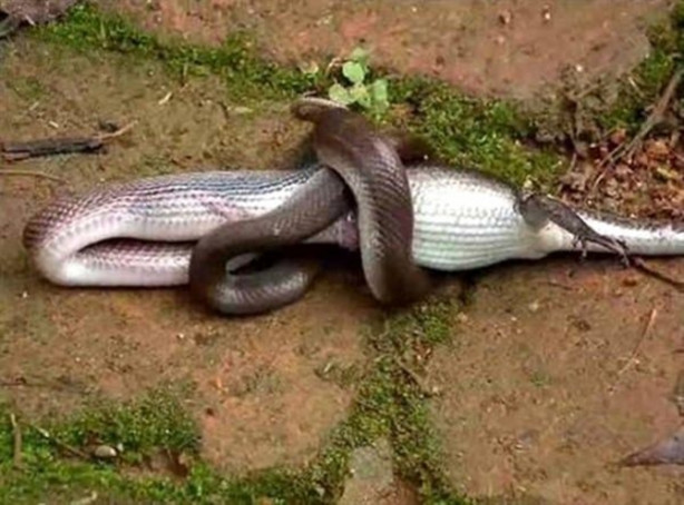 Foto - Vahşi doğadan inanılmaz görüntüler!