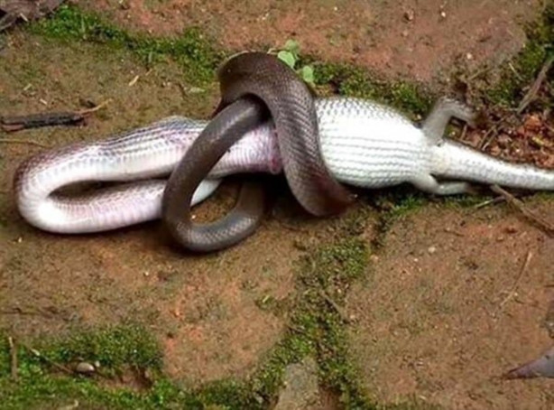 Foto - Vahşi doğadan inanılmaz görüntüler!