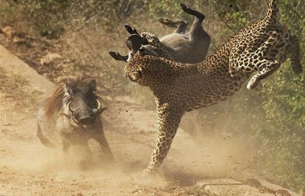 Foto - Vahşi doğadan inanılmaz görüntüler!
