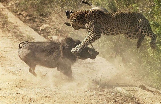 Foto - Vahşi doğadan inanılmaz görüntüler!