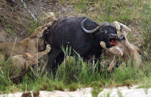 Vahşi doğadan inanılmaz kare!