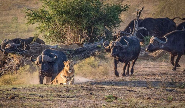 Foto - Vahşi doğadan inanılmaz kare!