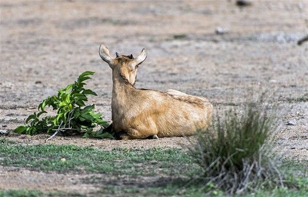 Foto - Vahşi doğadan inanılmaz kareler