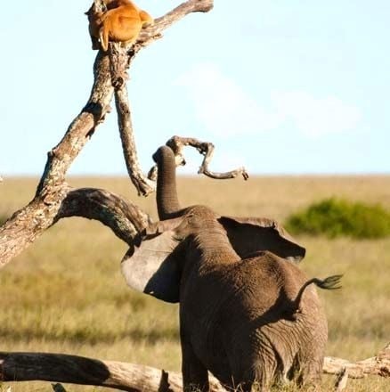Foto - Vahşi doğadan inanılmaz kareler