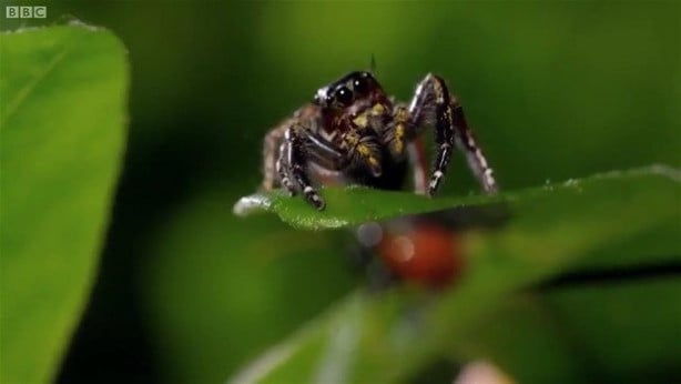 Foto - Vahşi doğadan inanılmaz kareler