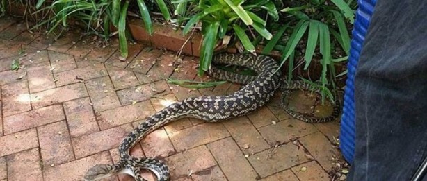 Foto - Vahşi doğadan inanılmaz kareler!