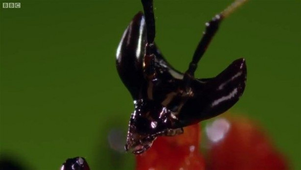 Foto - Vahşi doğadan inanılmaz kareler