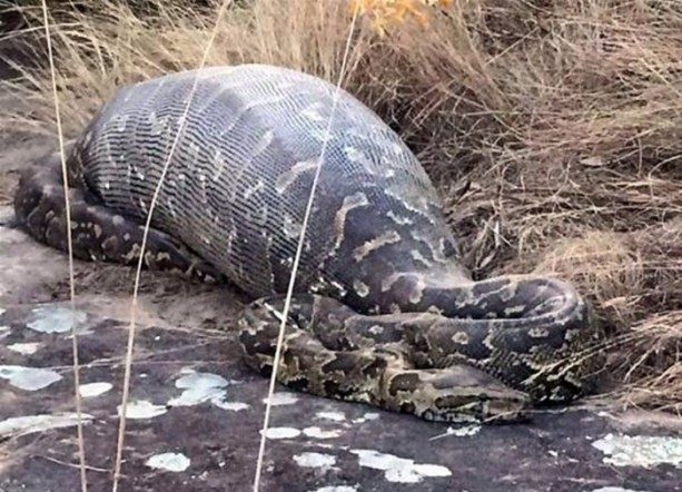 Foto - Vahşi doğadan inanılmaz kareler!