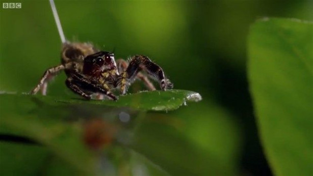 Foto - Vahşi doğadan inanılmaz kareler