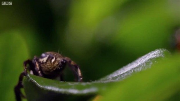 Foto - Vahşi doğadan inanılmaz kareler