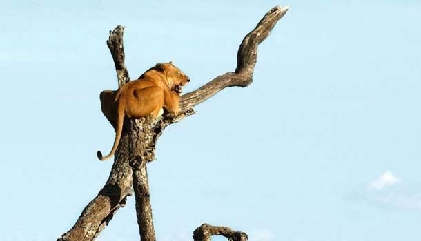 Foto - Vahşi doğadan inanılmaz kareler