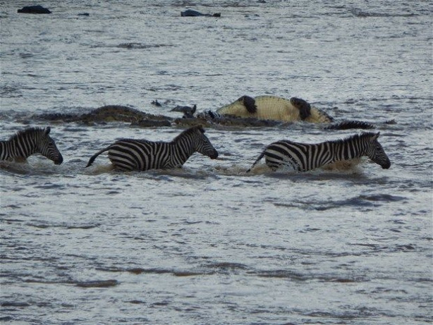 Foto - Vahşi doğadan inanılmaz kareler