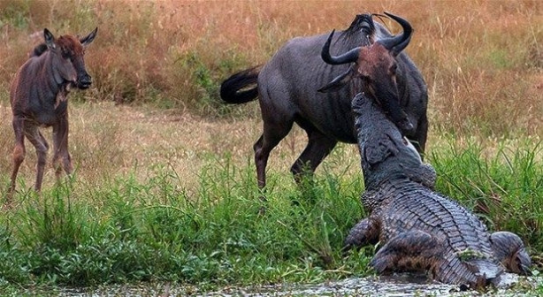 Foto - Vahşi doğadan inanılmaz kareler