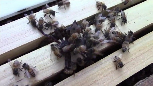 Foto - Vahşi doğadan inanılmaz kareler