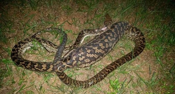 Foto - Vahşi doğadan inanılmaz kareler!