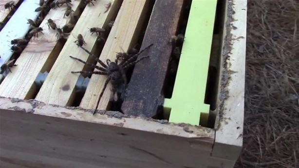 Foto - Vahşi doğadan inanılmaz kareler