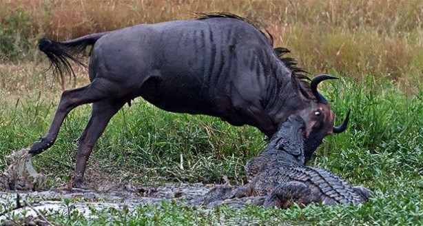 Foto - Vahşi doğadan inanılmaz kareler