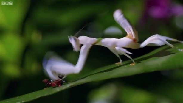 Foto - Vahşi doğadan inanılmaz kareler