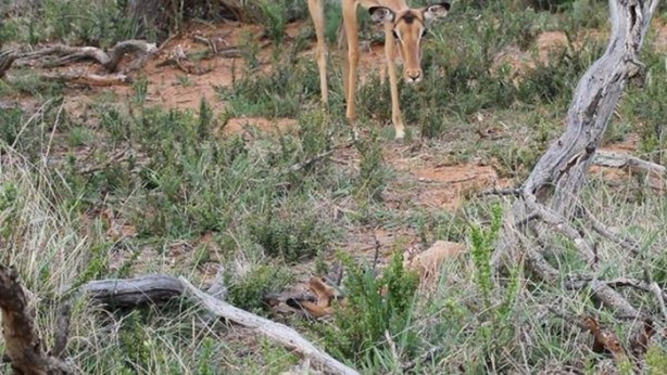 Foto - Vahşi doğadan inanılmaz kareler!