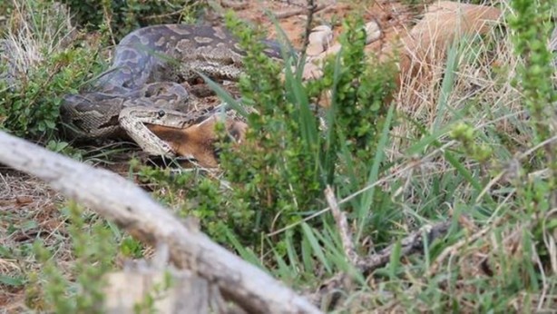 Foto - Vahşi doğadan inanılmaz kareler!