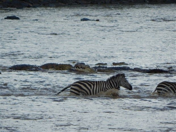 Foto - Vahşi doğadan inanılmaz kareler