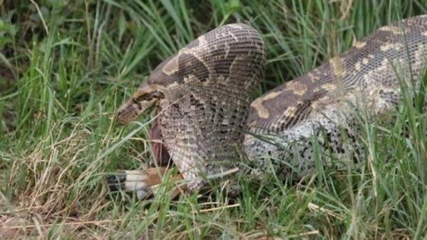 Foto - Vahşi doğadan inanılmaz kareler!