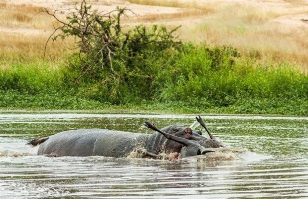 Foto - Vahşi doğadan inanılmaz kareler