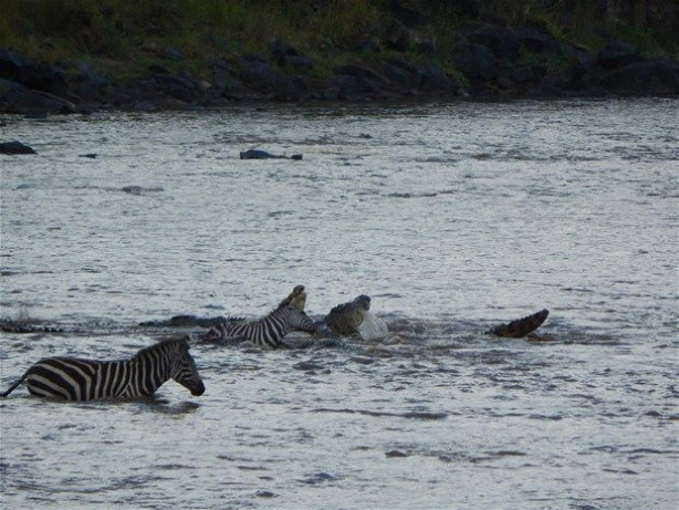 Foto - Vahşi doğadan inanılmaz kareler