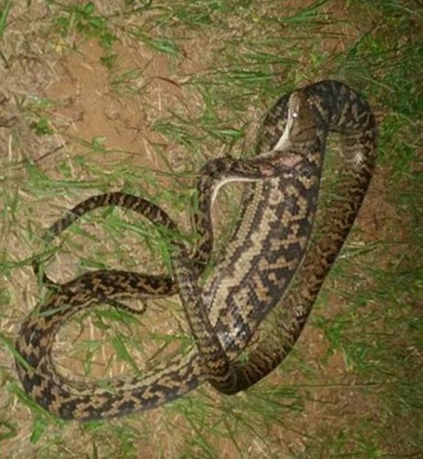 Foto - Vahşi doğadan inanılmaz kareler!