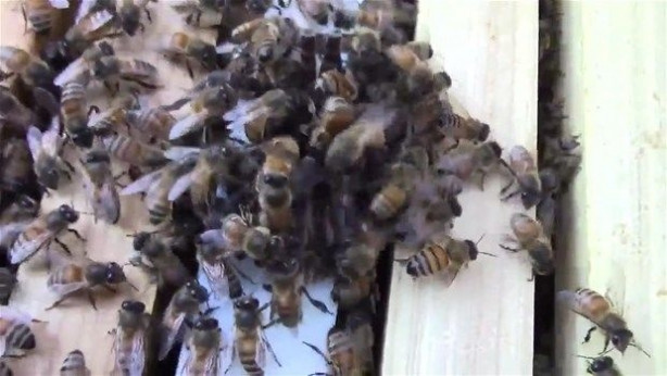 Foto - Vahşi doğadan inanılmaz kareler