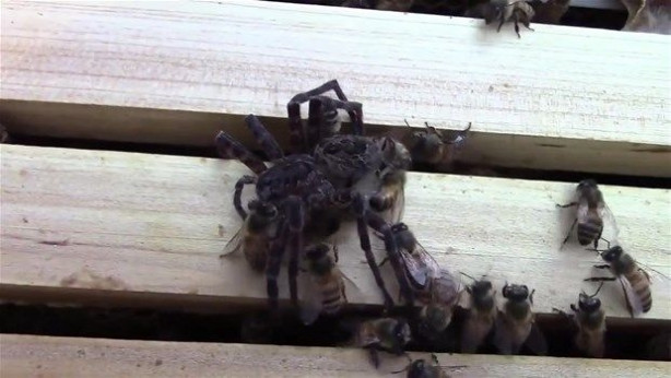 Foto - Vahşi doğadan inanılmaz kareler