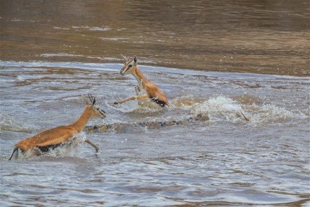 Vahşi doğadan inanılmaz kareler