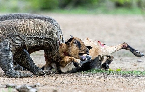 Foto - Vahşi doğadan inanılmaz kareler