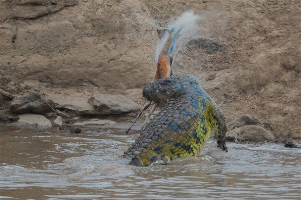 Foto - Vahşi doğadan inanılmaz kareler