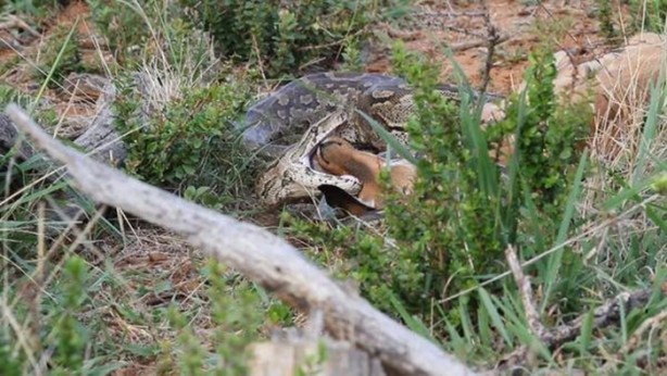 Foto - Vahşi doğadan inanılmaz kareler!