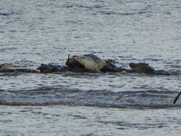 Foto - Vahşi doğadan inanılmaz kareler