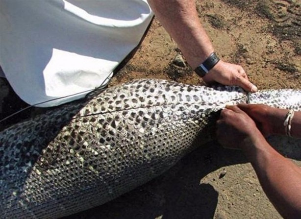 Foto - Vahşi doğadan inanılmaz kareler!