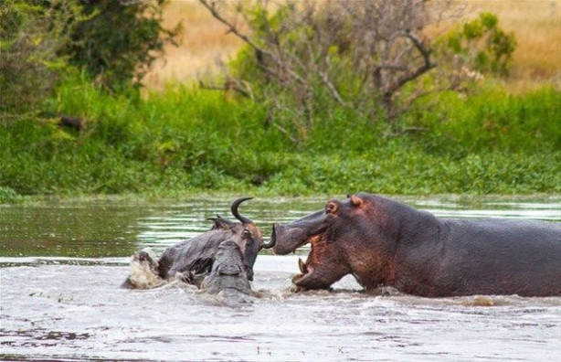 Foto - Vahşi doğadan inanılmaz kareler