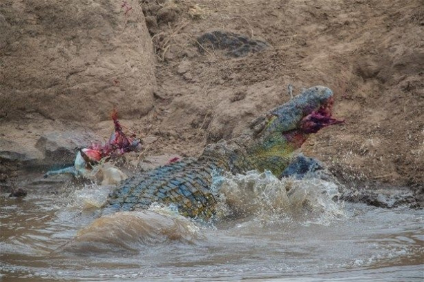 Foto - Vahşi doğadan inanılmaz kareler