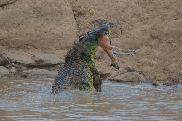 Foto - Vahşi doğadan inanılmaz kareler
