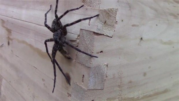 Foto - Vahşi doğadan inanılmaz kareler