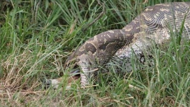 Foto - Vahşi doğadan inanılmaz kareler!
