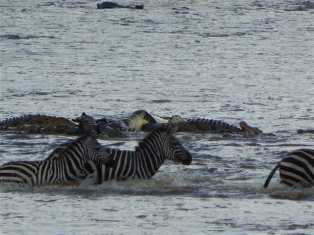 Foto - Vahşi doğadan inanılmaz kareler