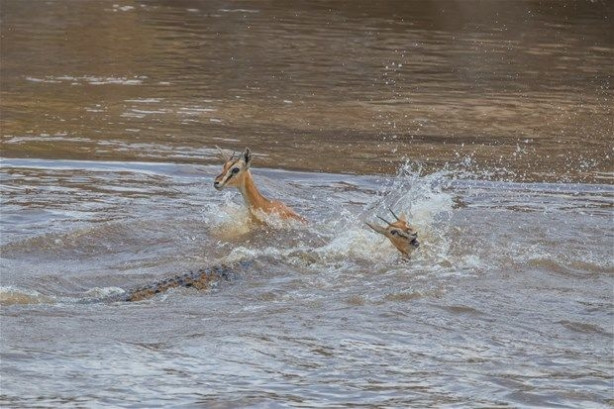 Foto - Vahşi doğadan inanılmaz kareler