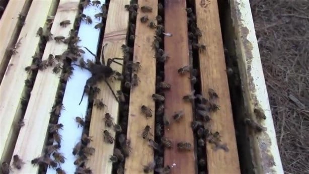 Foto - Vahşi doğadan inanılmaz kareler