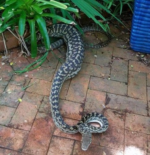 Foto - Vahşi doğadan inanılmaz kareler!